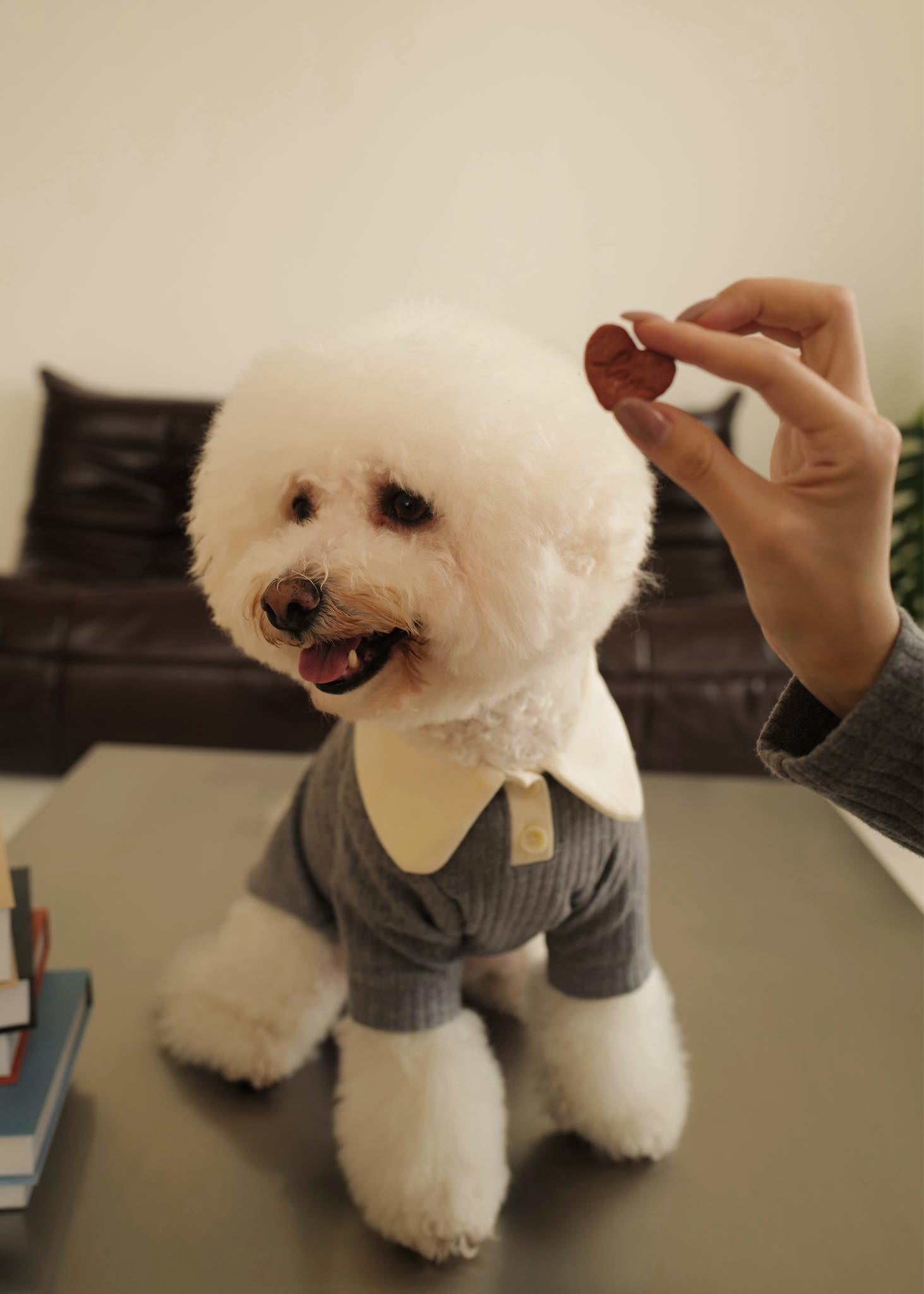 Puppy Polo Shirt: Find In-Stock Options Now